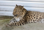В Омской области нашли передвижной зоопарк с хищниками, работающий без лицензии