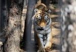 Трое амурских тигрят родились в Большереченском зоопарке