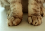 Ученые зафиксировали первый случай заражения человека ковидом от кошки
