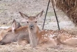 В Большереченском зоопарке на свет появились оленята (Видео)