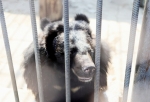 В минприроды заявили, что медведи в клетке у омского придорожного кафе содержатся с нарушением закона