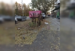 Неизвестные обрезали в Омске кроны пышных деревьев – нарушителей ищет полиция