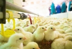 Специалисты выяснили, как птичий грипп проник на Иртышскую птицефабрику, где из-за этого пришлось уничтожать 1,5 млн голов