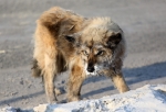 Обстановку с бродячими собаками в Омске назвали угрожающей — жители регулярно жалуются на агрессивные стаи животных
