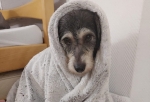 Бездомная омская собака Вафля добралась до Германии, где ее встретили новые хозяева