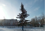 Омскую Площадь праздников украсили 60-летней елью, срубленной в соседнем дворе — в мэрии рассказали, зачем это сделали