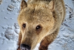 В Большереченском зоопарке из спячки вышел цирковой медведь Макар
