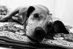 «Сломан позвоночник, отбиты органы, откушено ухо»: в омском приюте скончался пес, которого жестоко избил хозяин