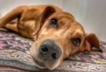 «Притронуться невозможно, все больно»: в Омске жестоко избили собаку