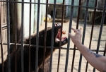 В Большереченском зоопарке вышли из спячки все медведи