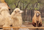 В Большереченском зоопарке новые постояльцы — двугорбые верблюды
