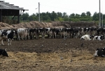 Омский фермер скрыл факт падежа животных и уничтожил их трупы