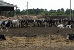 В омских хозяйствах продолжает сокращаться поголовье коров