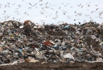 Мэрия ищет подрядчиков для очистки Омска от мусора за 6 миллионов 
