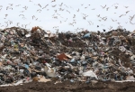 Регоператор «Магнит» ищет перевозчиков мусора за 82 млн рублей 
