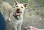  На севере Омской области отловили более 90  бродячих собак после нападения на людей