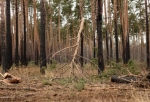 В Омской области будут судить «черных лесорубов», спиливших деревьев почти на 60 млн рублей