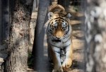 В минприроды опровергли поимку тигра в Омской области