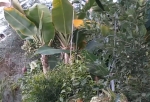 «О потерях станет ясно позже» — в оранжерее омского экоцентра из-за холода могут погибнуть редкие растения