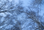 Омское УДХБ ищет подрядчика для «омолаживающей обрезки» ста деревьев в Центральном округе