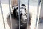 «Весна точно наступила»: в Большереченском зоопарке проснулся медведь