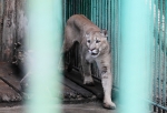 В Большереченском зоопарке вода подошла к клеткам с животными
