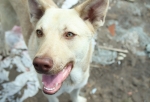 В Омске бродячие собаки снова напали на человека