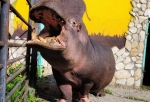 Посетителей Большереченского зоопарка попросили не пугаться красных подтеков на теле бегемота