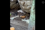 Омичи жалуются на полчища огромных крыс в Чкаловском поселке
