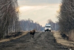В Омской области началась весенняя миграция лосей - они могут выбегать на дороги