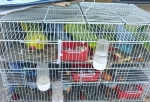 Попугаи из автобуса и консервы без документов: нарушения на границе Омской области