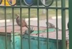 В центре Левобережья заметили каменную куропатку - птицу, которой не должно быть в Омске