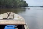 В Омской области лось устроил заплыв через Иртыш