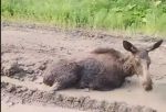 Гнус атакует: в Омской области дикие животные страдают от нашествия кровососущих насекомых