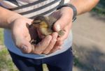 В Омске из ливневки спасли семейство утят