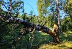 Вечерний ураган переломал деревья в омском парке