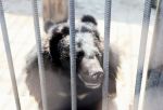 Специалисты проверили информацию о выходе медведя к омской деревне