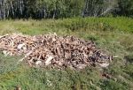 В Омске и Омском районе нашли свалки костей и полутуш скота