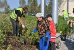 Женщину, которая выкопала гортензию в новом омском сквере, позвали высадить там цветы