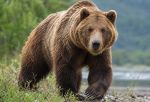 Медведь подошел к окраине Седельниково и подрал когти о деревья