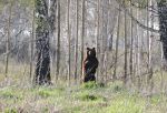 В Омской области осудили мужчину за перевозку шкур бурого медведя