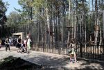 Морской лев и патагонская мара: стало известно, каких животных вывозят из Омской области 