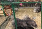 В Омске выявили нарушения на выставке животных в торговом центре