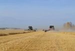 Аграрии Омской области намолотили почти 2,8 млн тонн зерна