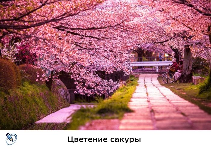 Сакура В Новогоднем Костюме Сакура В Новогоднем Костюме