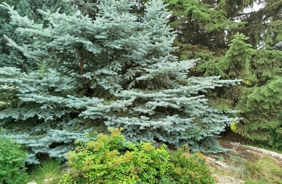 Ежегодная выставка или прогулка по саду? Фоторепортаж о том, что интересного было на «Флоре»