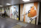 В омском метро поселились арт-голуби
