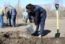 Это все липа: на субботнике в Омске чиновники занялись деревьями