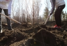 Это все липа: на субботнике в Омске чиновники занялись деревьями