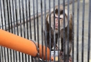 Угощение для медведей, обезьян, тигров и торт для бегемота: Большереченский зоопарк отметил 35-летие